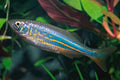 Giant Danio