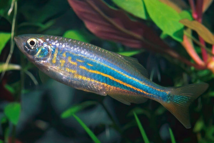 Giant Danio