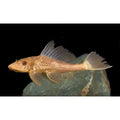 Golden Plecostomus Catfish - 4cm - FISH HUT AQUA AND PET SUPPLIES - #location#