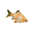 GOLD TIGER BARBS - FISH HUT AQUA AND PET SUPPLIES - #location#
