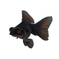 Goldfish Black Telescope - FISH HUT AQUA AND PET SUPPLIES - #location#