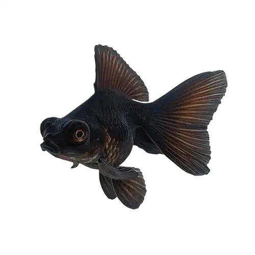 Goldfish Black Telescope - FISH HUT AQUA AND PET SUPPLIES - #location#
