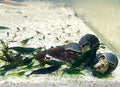 Green Diamond Shrimp
