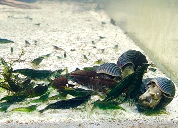 Green Diamond Shrimp