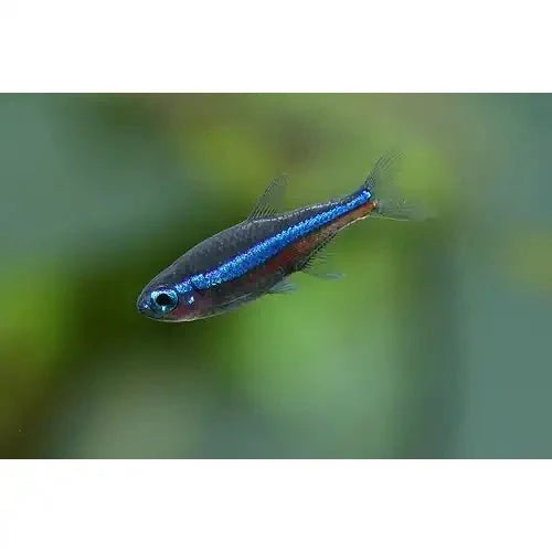 Green Neon Tetra - FISH HUT AQUA AND PET SUPPLIES - #location#