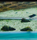 Green Sulawesi Rabbit Snail