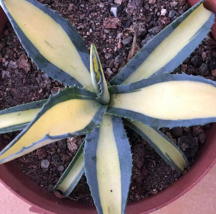 Haworthia 'Agave Americana 'Nachinokagayaki'