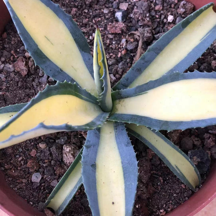 Haworthia 'Agave Americana 'Nachinokagayaki'
