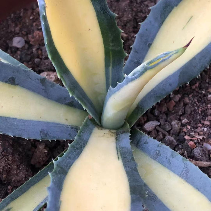 Haworthia 'Agave Americana 'Nachinokagayaki'
