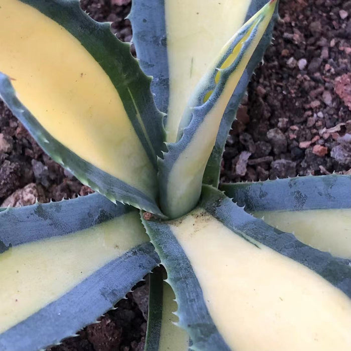 Haworthia 'Agave Americana 'Nachinokagayaki'