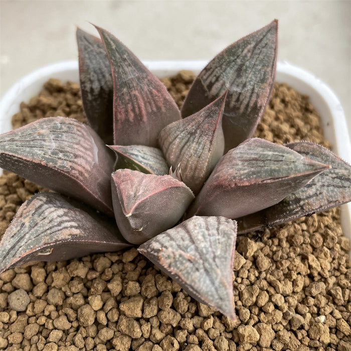 Haworthia Badia 'Benigasumi'