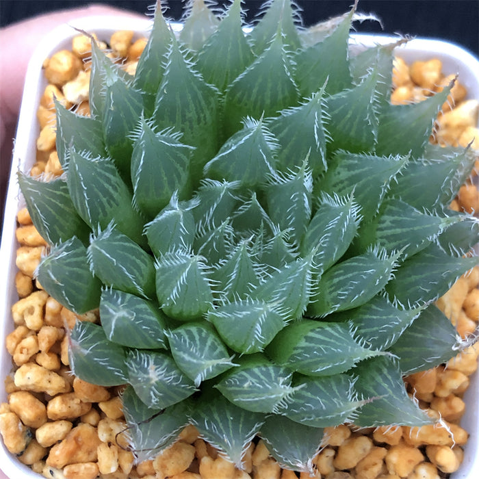 Haworthia Blackbear Other