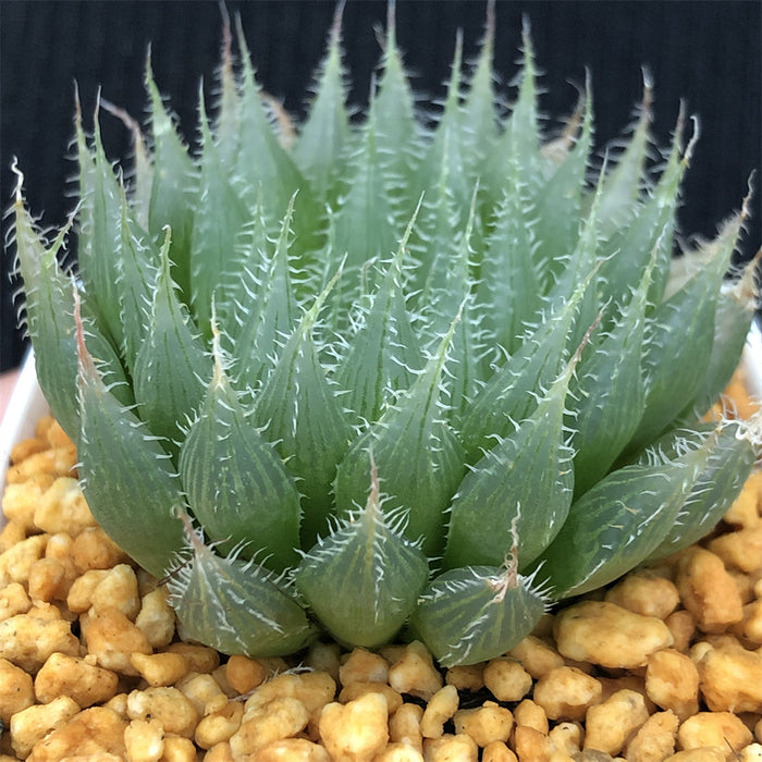 Haworthia Blackbear Other