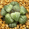 Haworthia Comptoniana Green Raccoon