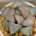 Haworthia Comptoniana 'Hakugei '