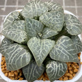 Haworthia Comptoniana  'Suisho'  Big Size