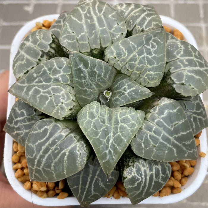 Haworthia Comptoniana  'Suisho'  Big Size