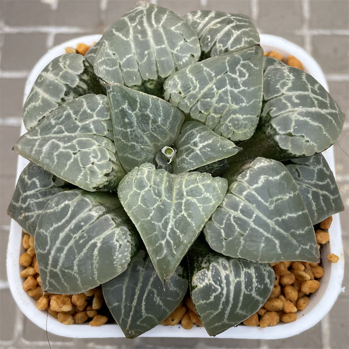 Haworthia Comptoniana  'Suisho'  Big Size