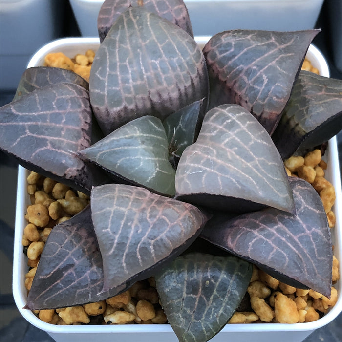 Haworthia Comptoniana