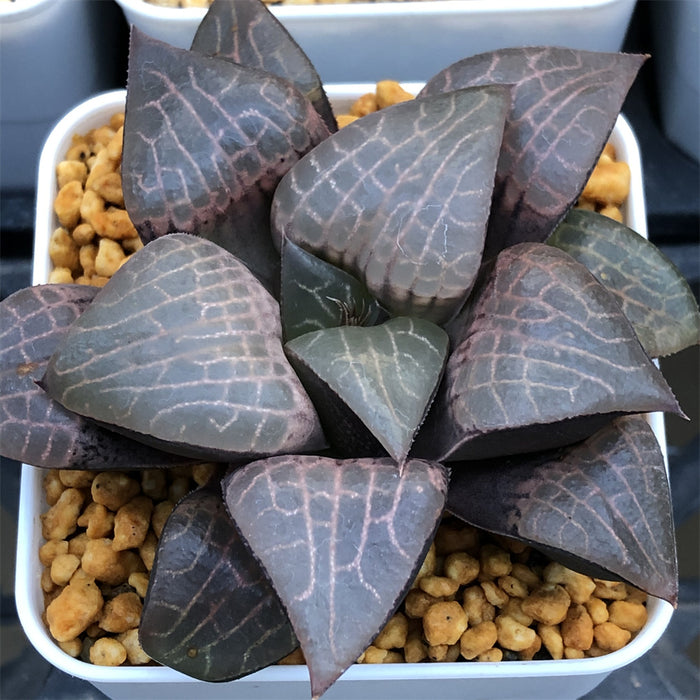 Haworthia Comptoniana