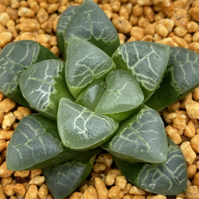Haworthia Correcta Cloud