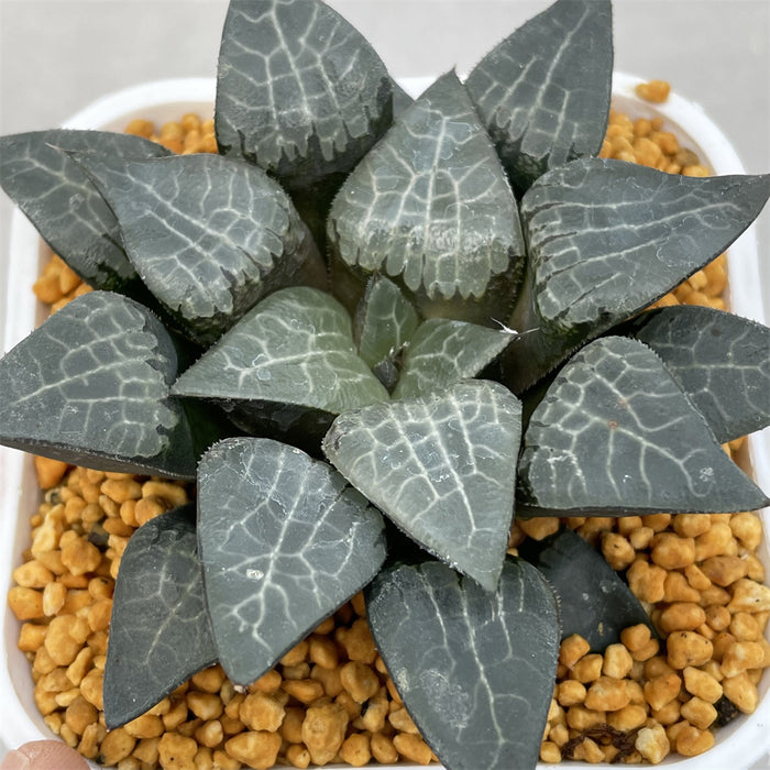 Haworthia Correcta Ice River