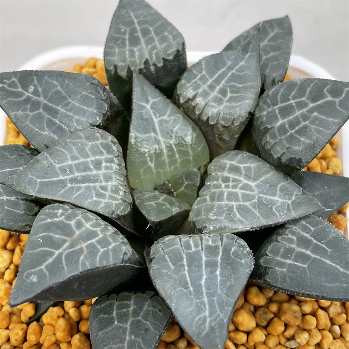 Haworthia Correcta Ice River