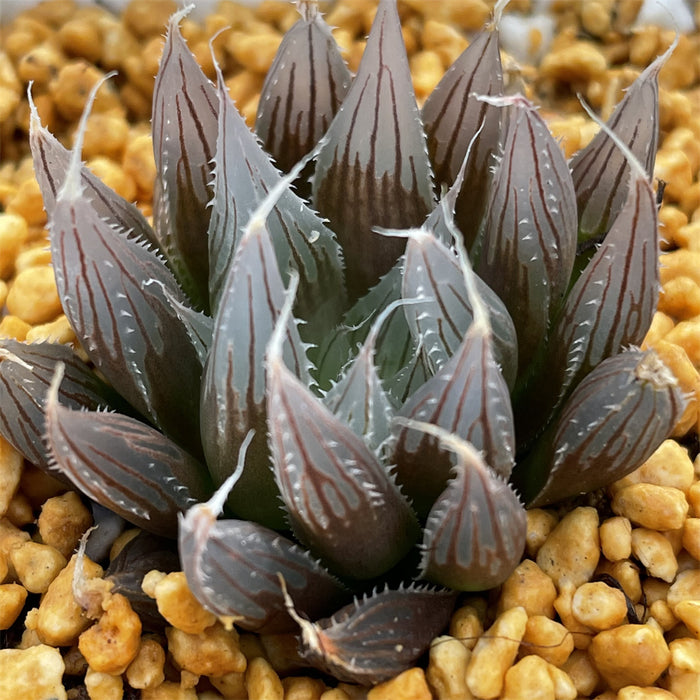 Haworthia Davidii Other