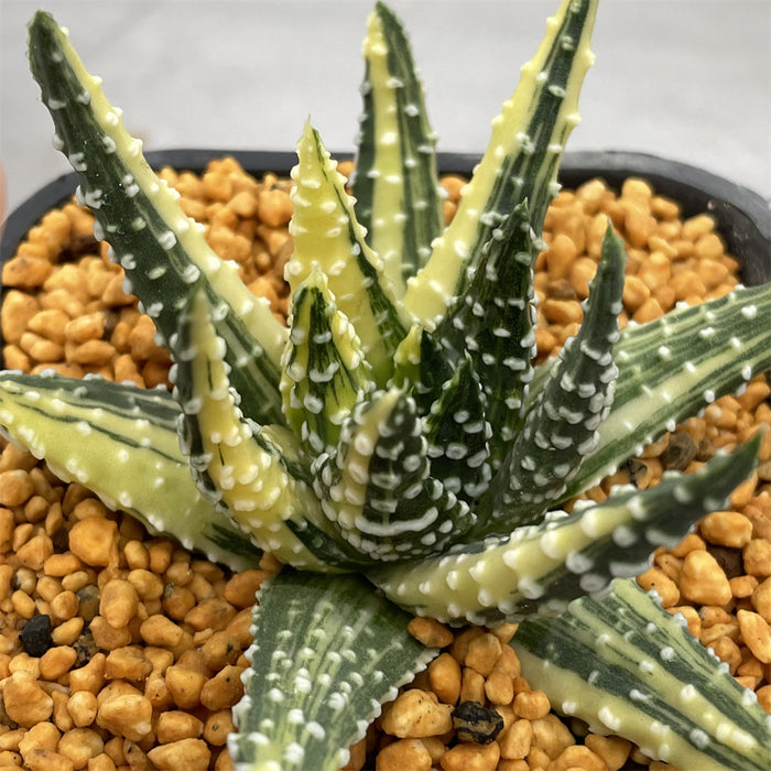Haworthia Donut variegated