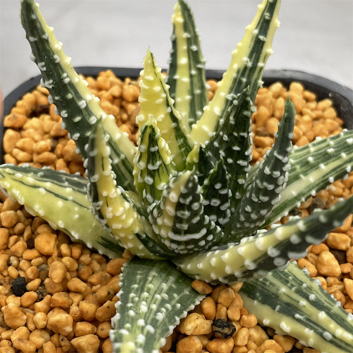 Haworthia Donut variegated