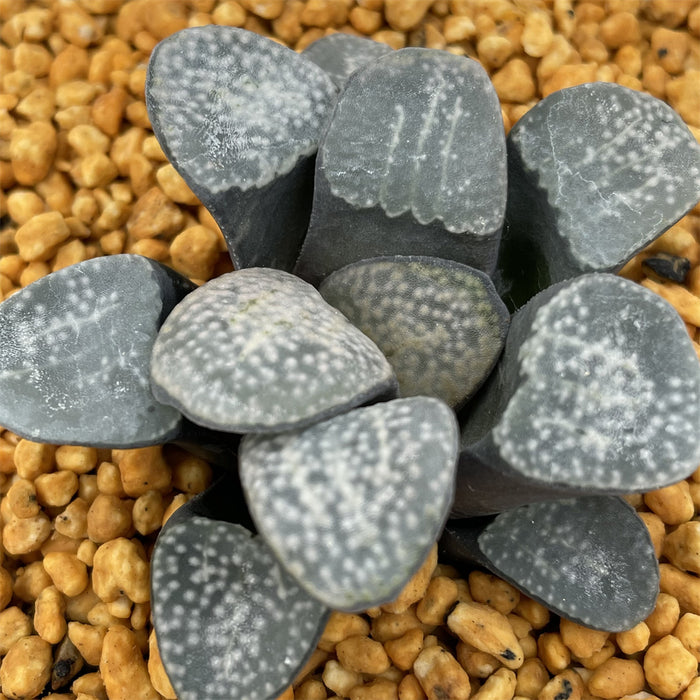 Haworthia Groenwardii Other