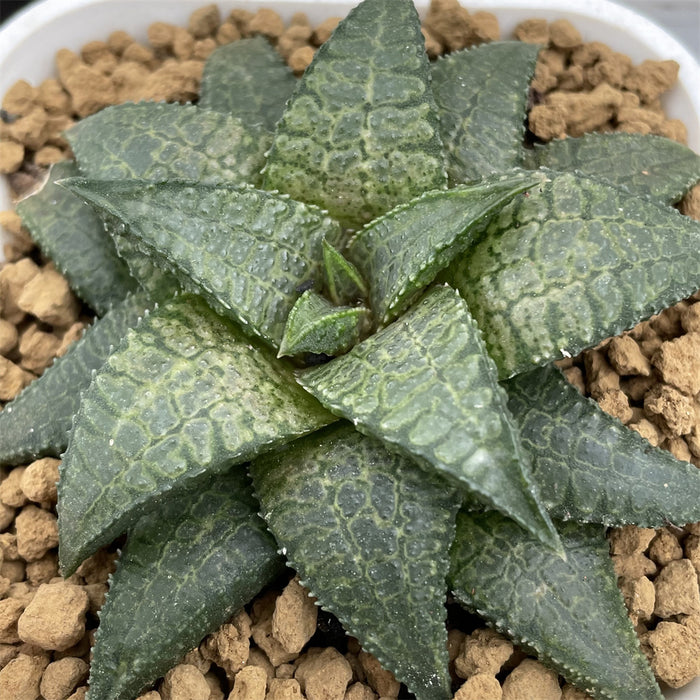 Haworthia Hard Leaf Dragon King