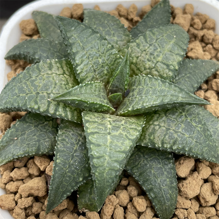 Haworthia Hard Leaf Dragon King
