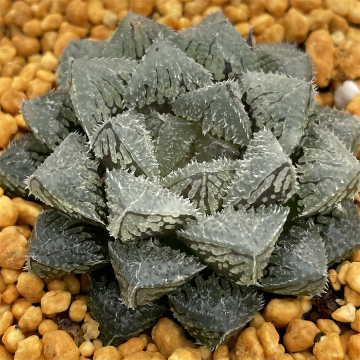 Haworthia Magic Thorn Other
