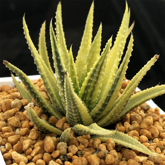 Haworthia Margaritifera f. Variegated