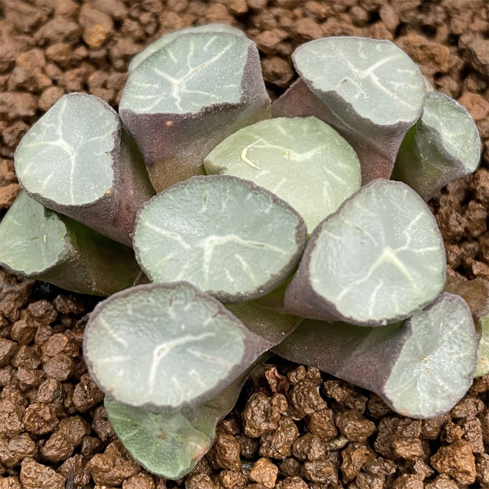 Haworthia Maughanii 'Marking Phoenix'
