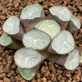 Haworthia Maughanii 'Marking Phoenix'