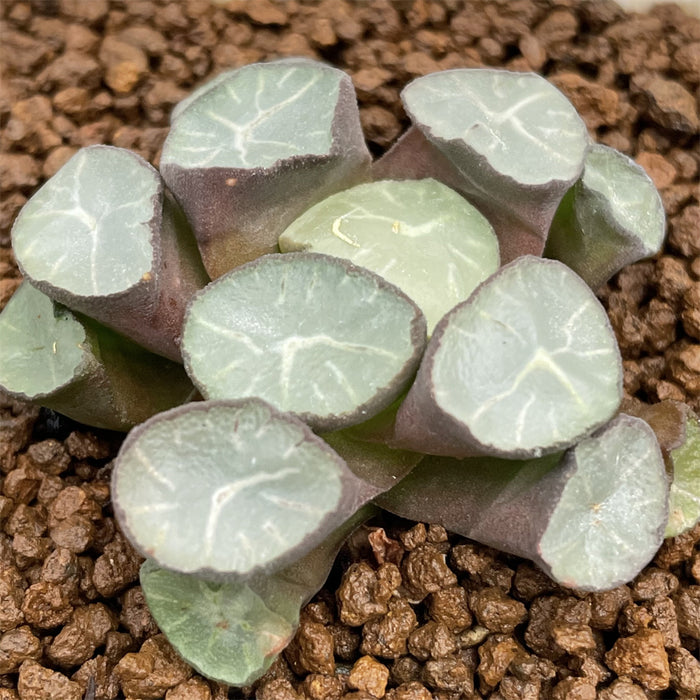 Haworthia Maughanii 'Marking Phoenix'