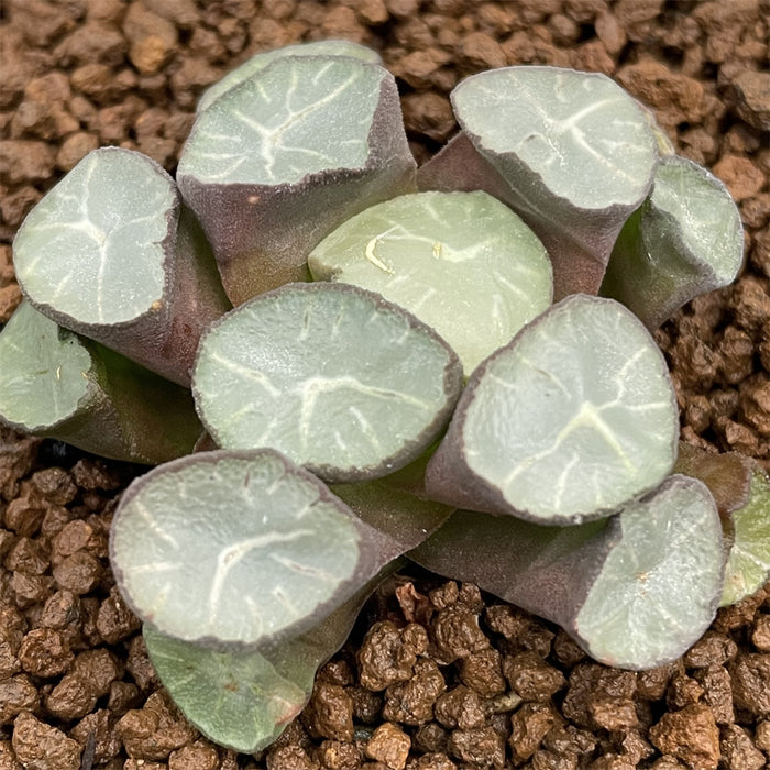 Haworthia Maughanii 'Marking Phoenix'
