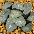 Haworthia Maughanii Phoenix