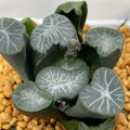 Haworthia Maughanii 'Shooting Star'
