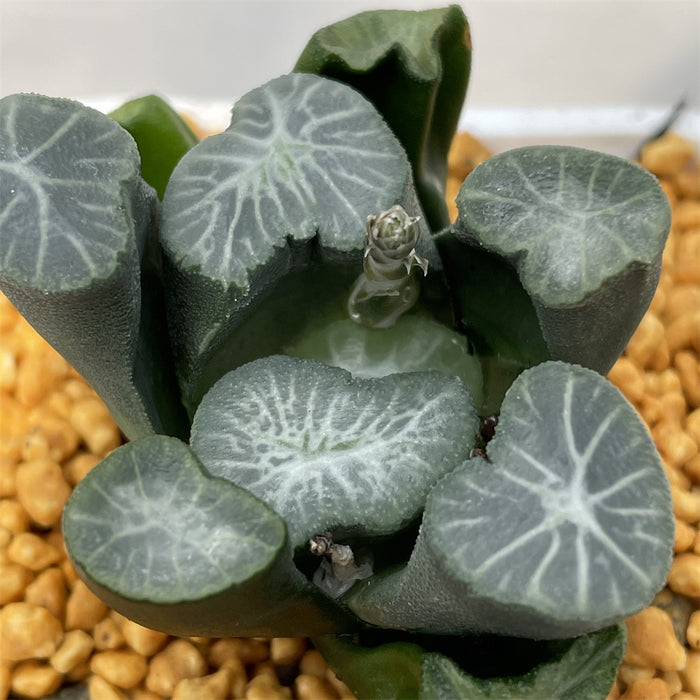 Haworthia Maughanii 'Shooting Star'
