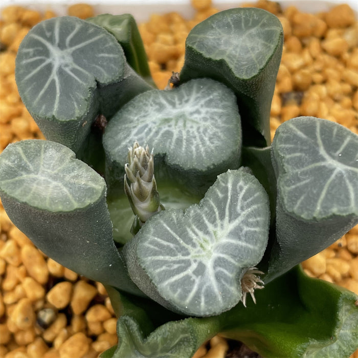 Haworthia Maughanii 'Shooting Star'