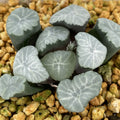 Haworthia Maughanii 'Spring Thunder'