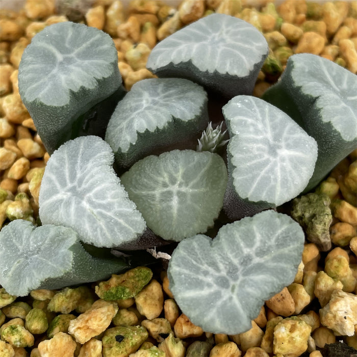 Haworthia Maughanii 'Spring Thunder'