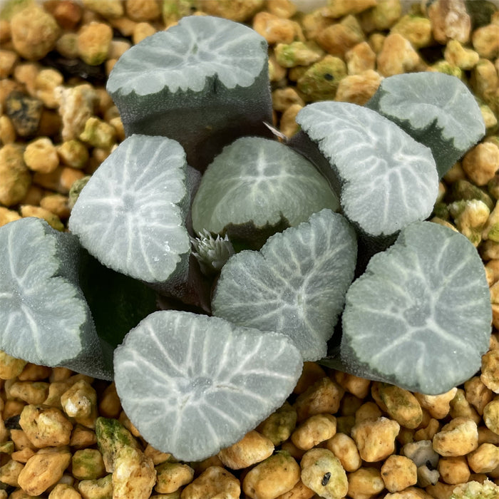 Haworthia Maughanii 'Spring Thunder'
