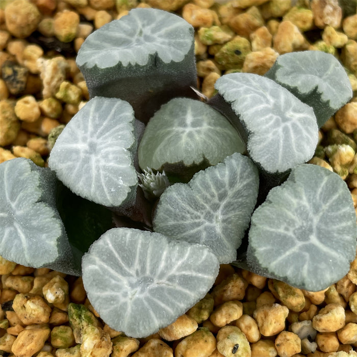 Haworthia Maughanii 'Spring Thunder'