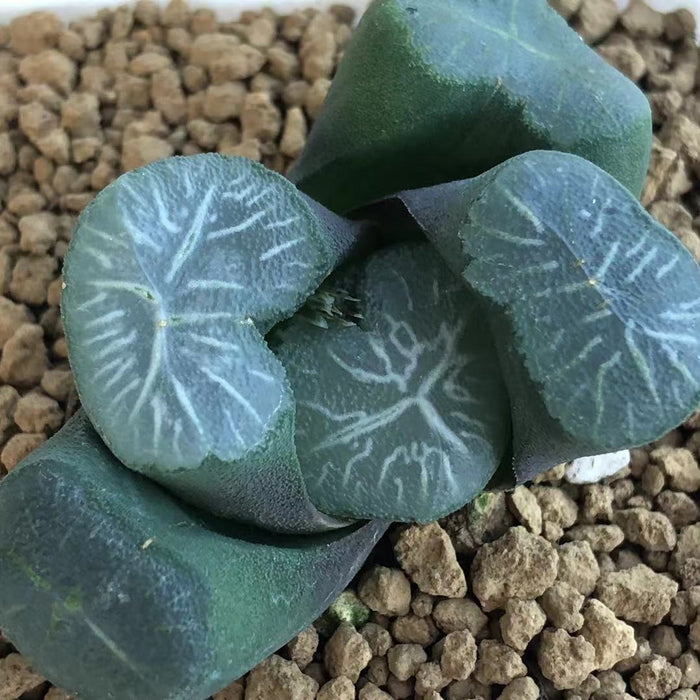 Haworthia Maughanii 'Tenkaippin'