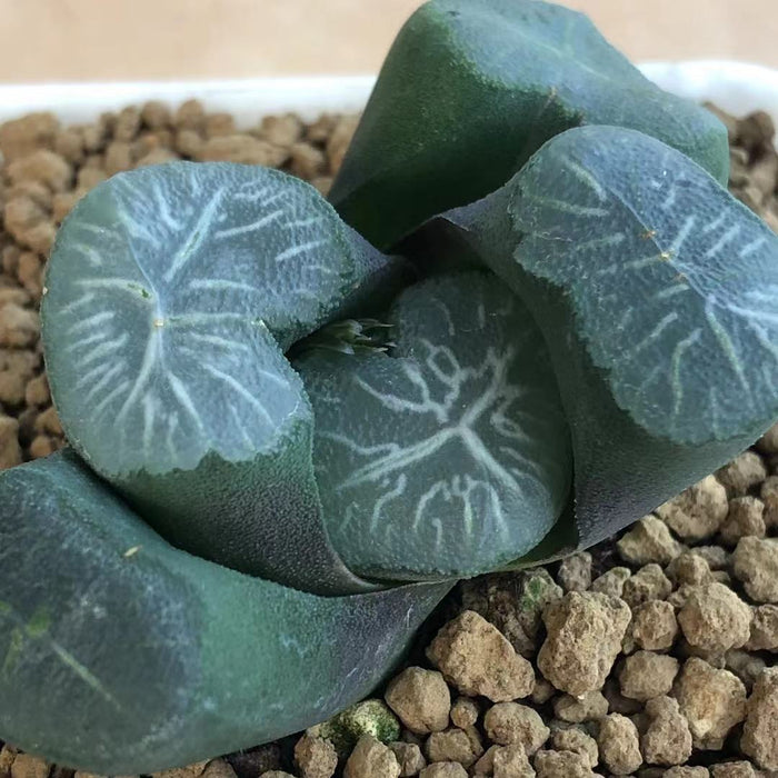 Haworthia Maughanii 'Tenkaippin'