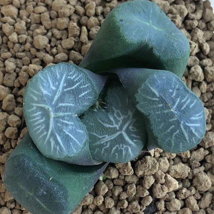 Haworthia Maughanii 'Tenkaippin'